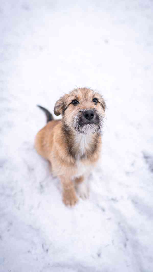 Brigitte - střapatá veselá holka, 4 měsíce  - foto 9