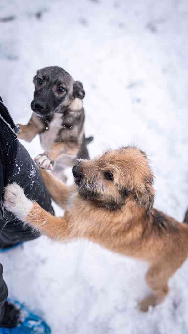 Brigitte - střapatá veselá holka, 4 měsíce  - foto 4