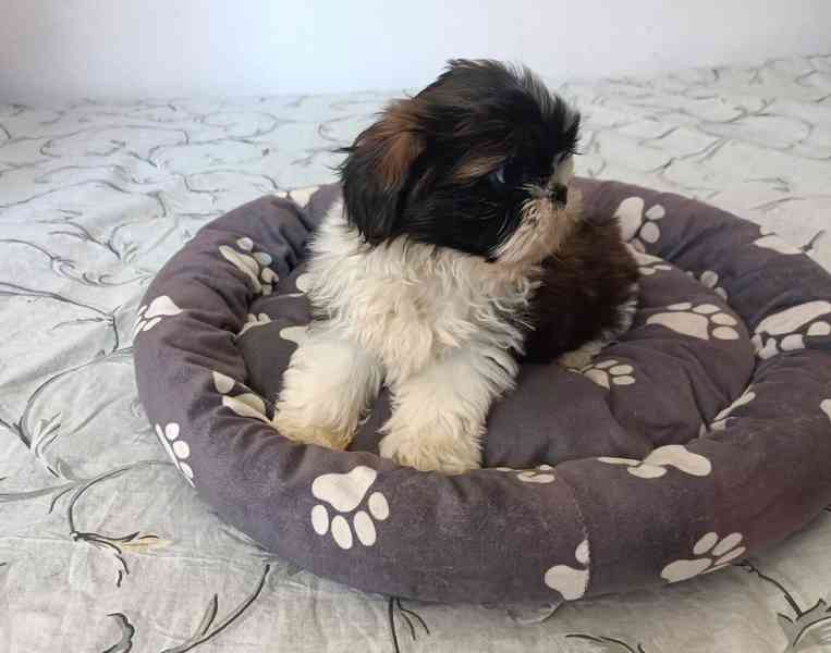 Shih - tzu -  štěňátka bez pp - foto 2