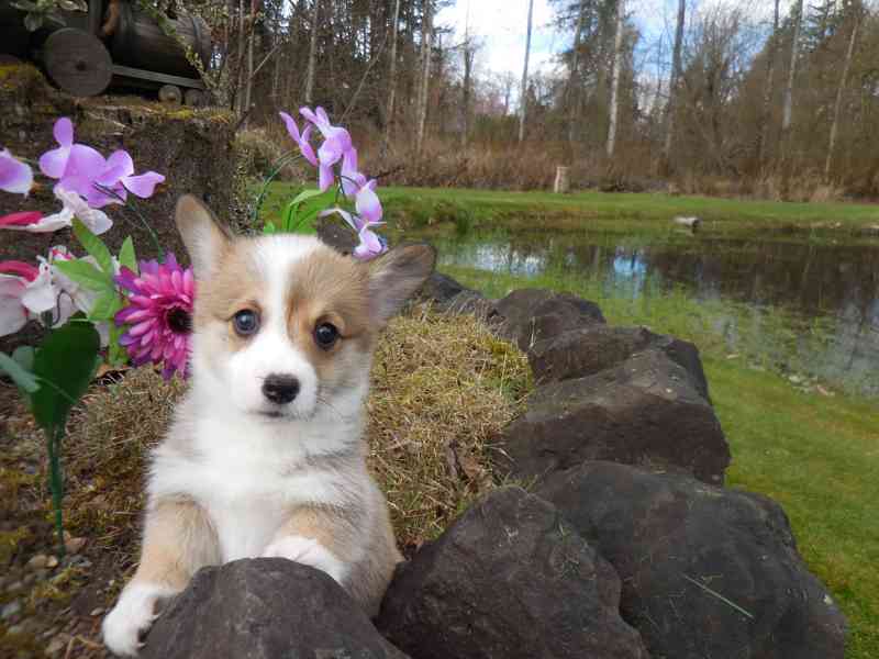 Pembroke Welsh Corgi Puppies AVAILABLE - foto 2