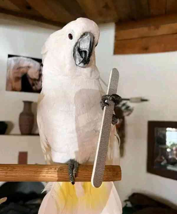 K dispozici krásní papoušci kakadu - foto 4