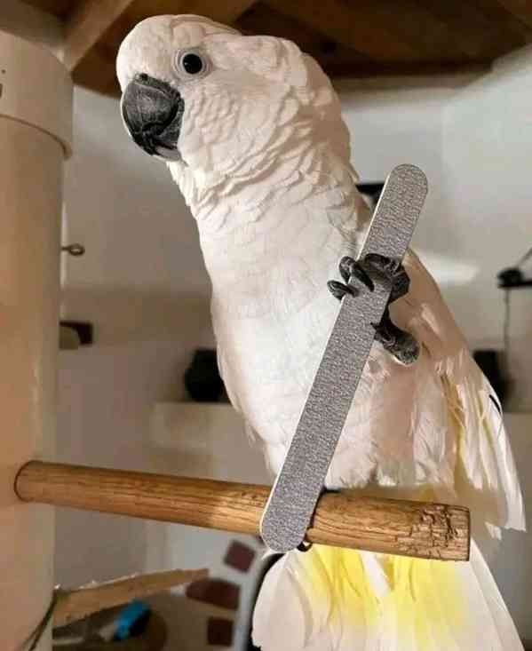 K dispozici krásní papoušci kakadu - foto 2