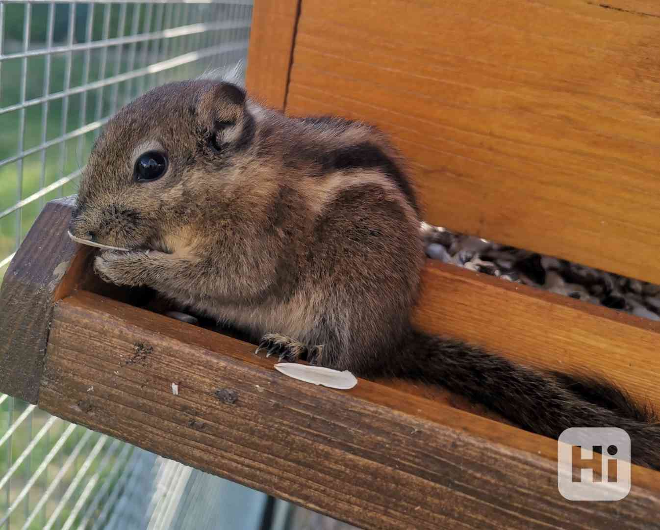 Veverka šedobřichá  - foto 1