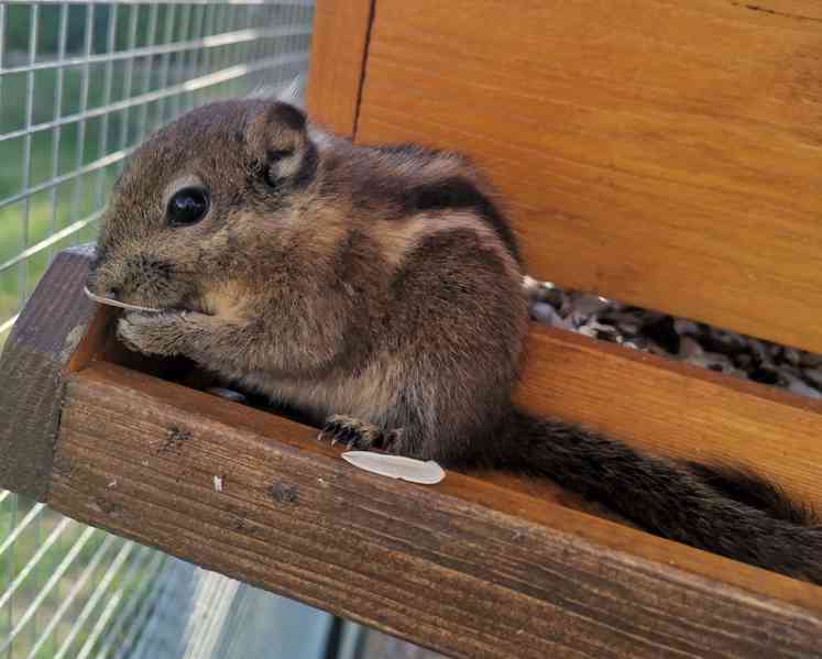 Veverka šedobřichá  - foto 1