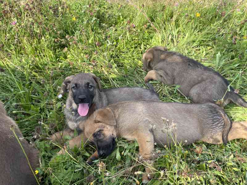 Štěně Německý ovčák x kříženec Německého ovčáka - foto 2