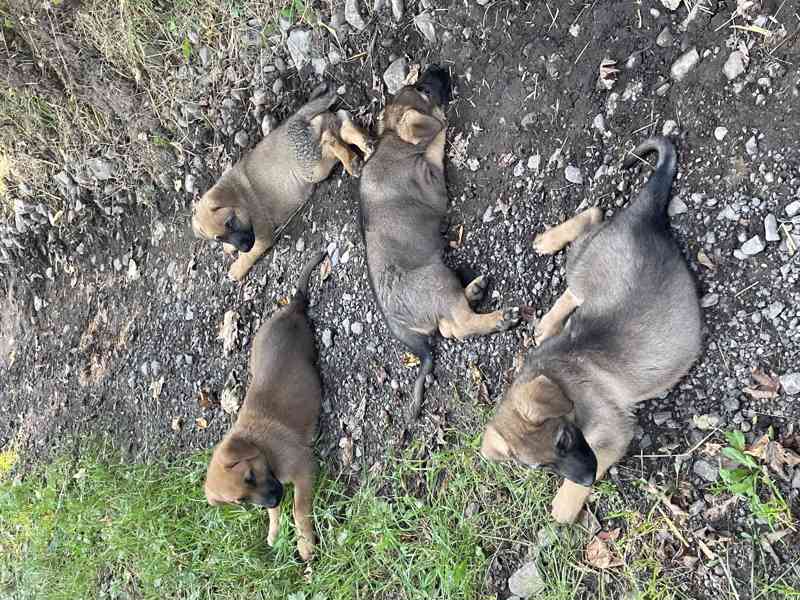 Štěně Německý ovčák x kříženec Německého ovčáka - foto 4