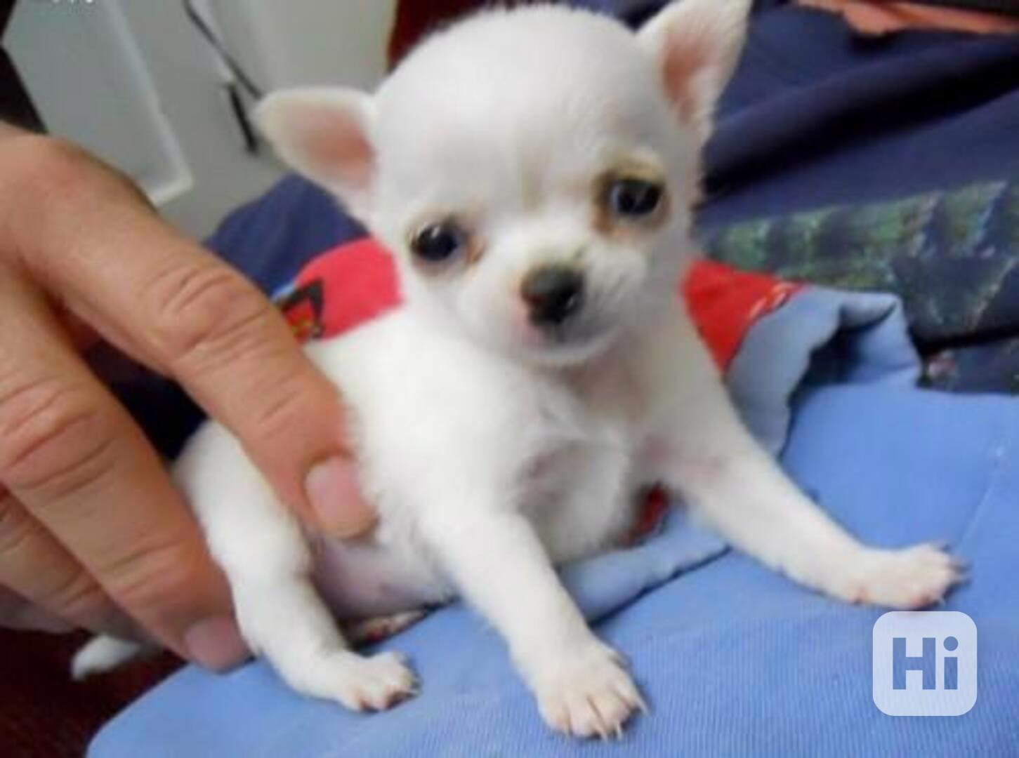 Krásná štěňata čivav - foto 1