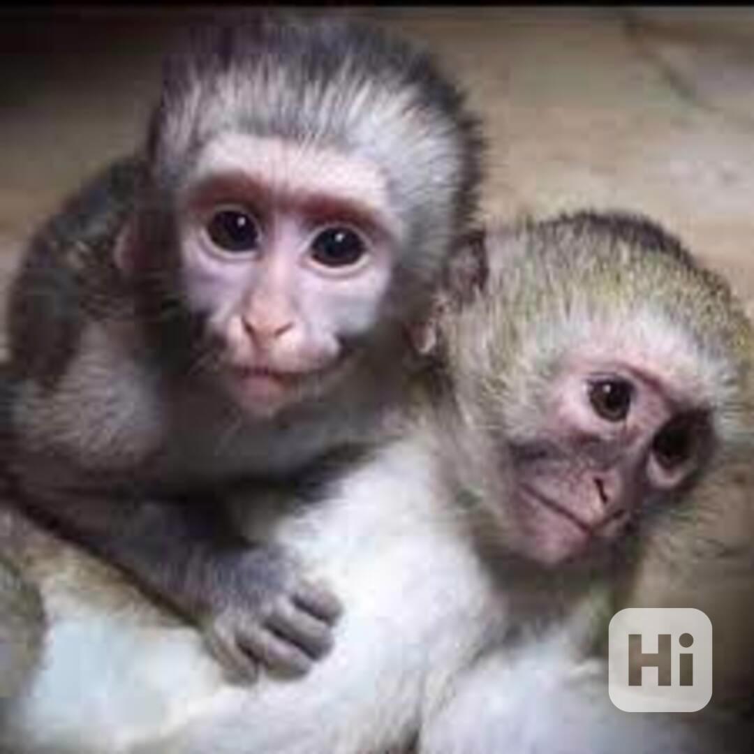 Úžasné kapucínské opice na prodej - foto 1