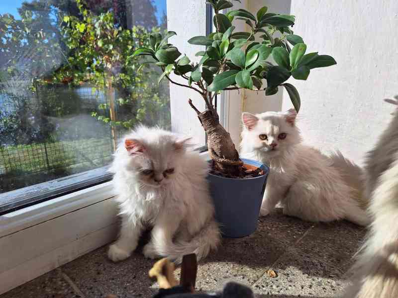 Prodej perské kotě - foto 2