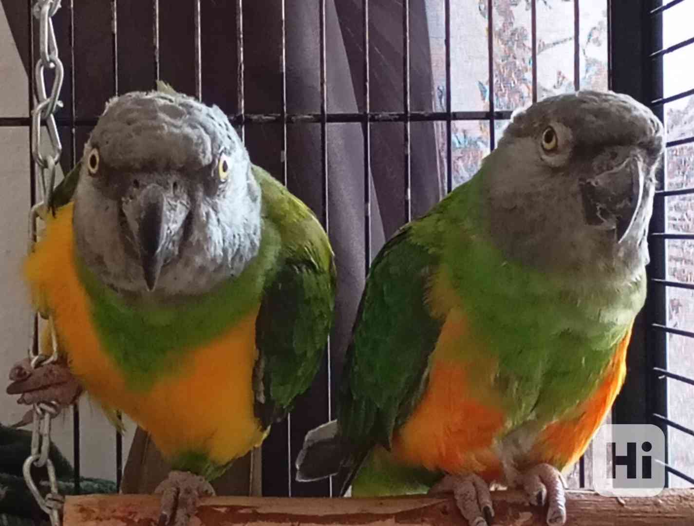 Prodám papoušky senegalské  - foto 1