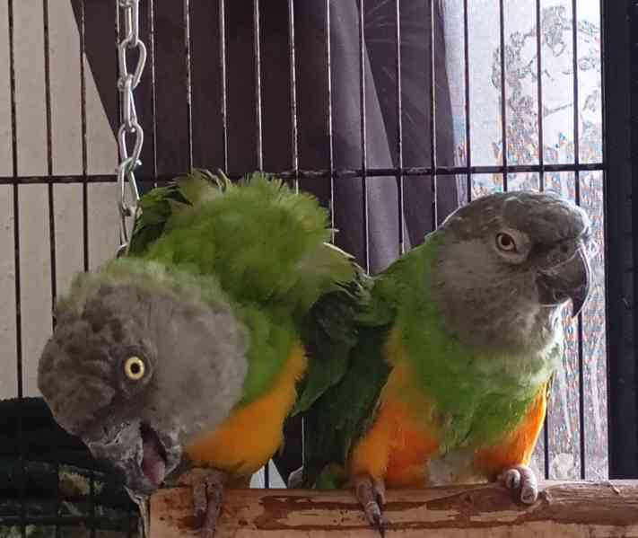 Prodám papoušky senegalské  - foto 3