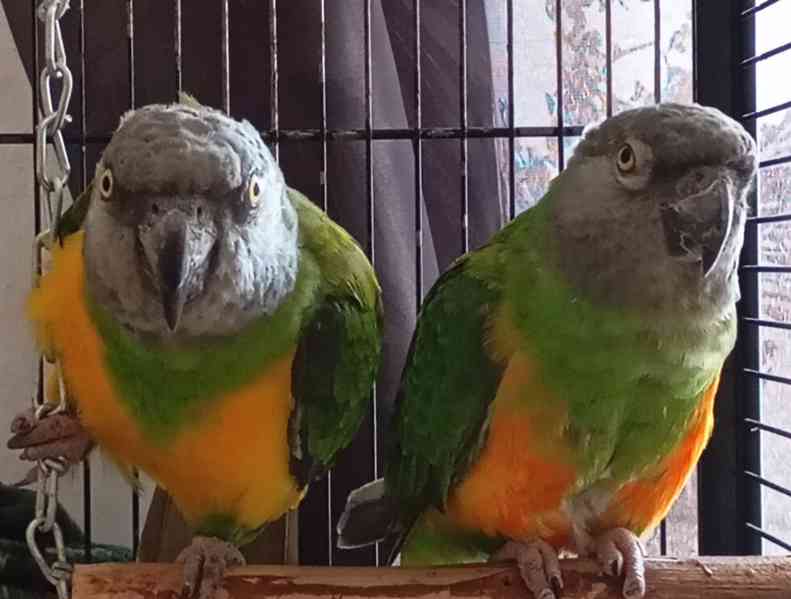 Prodám papoušky senegalské  - foto 1