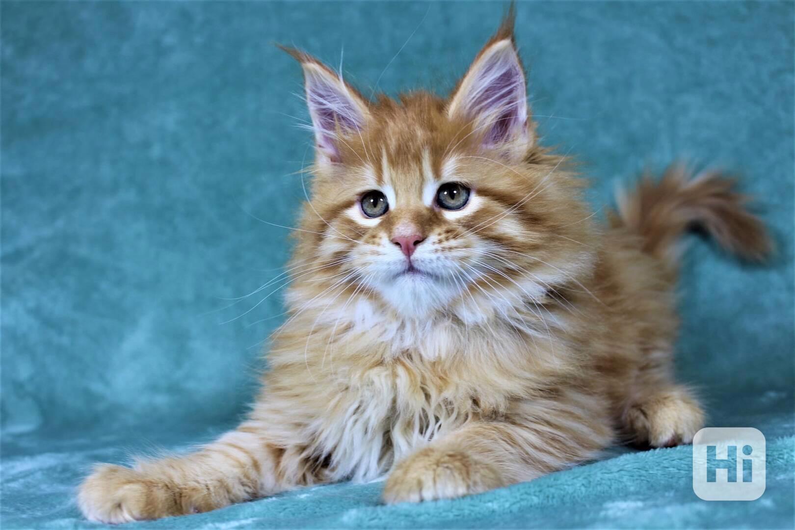 Maine Coon k - foto 1