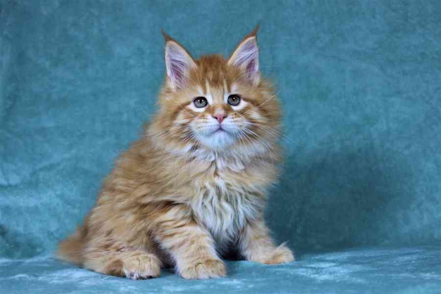 Maine Coon k - foto 2