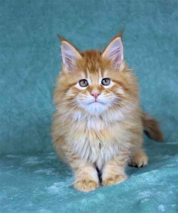 Maine Coon k - foto 3