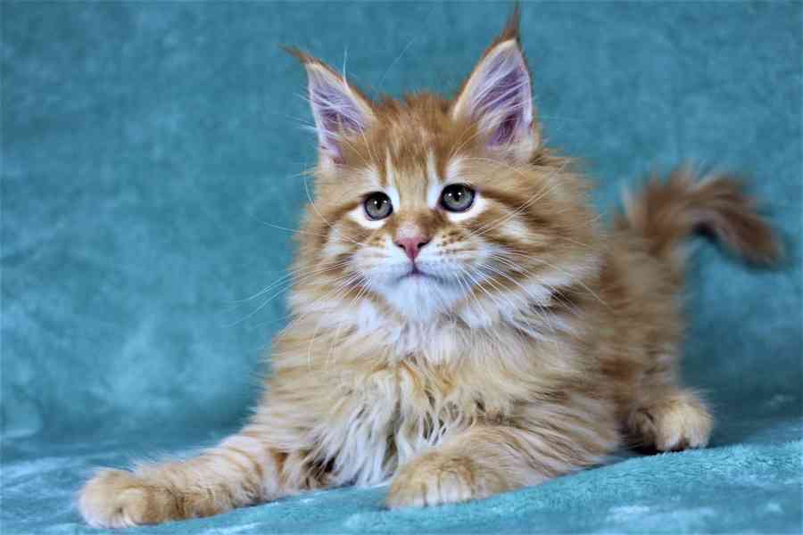 Maine Coon k - foto 4