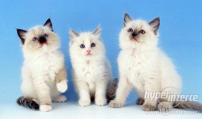 Ragdoll koťata na prodej. - foto 1