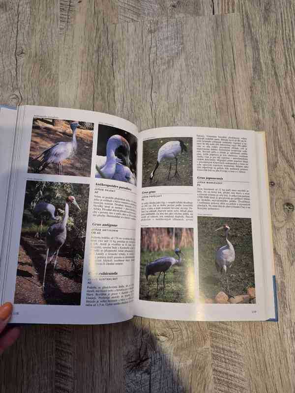 Encyklopedie Ptáci - foto 2