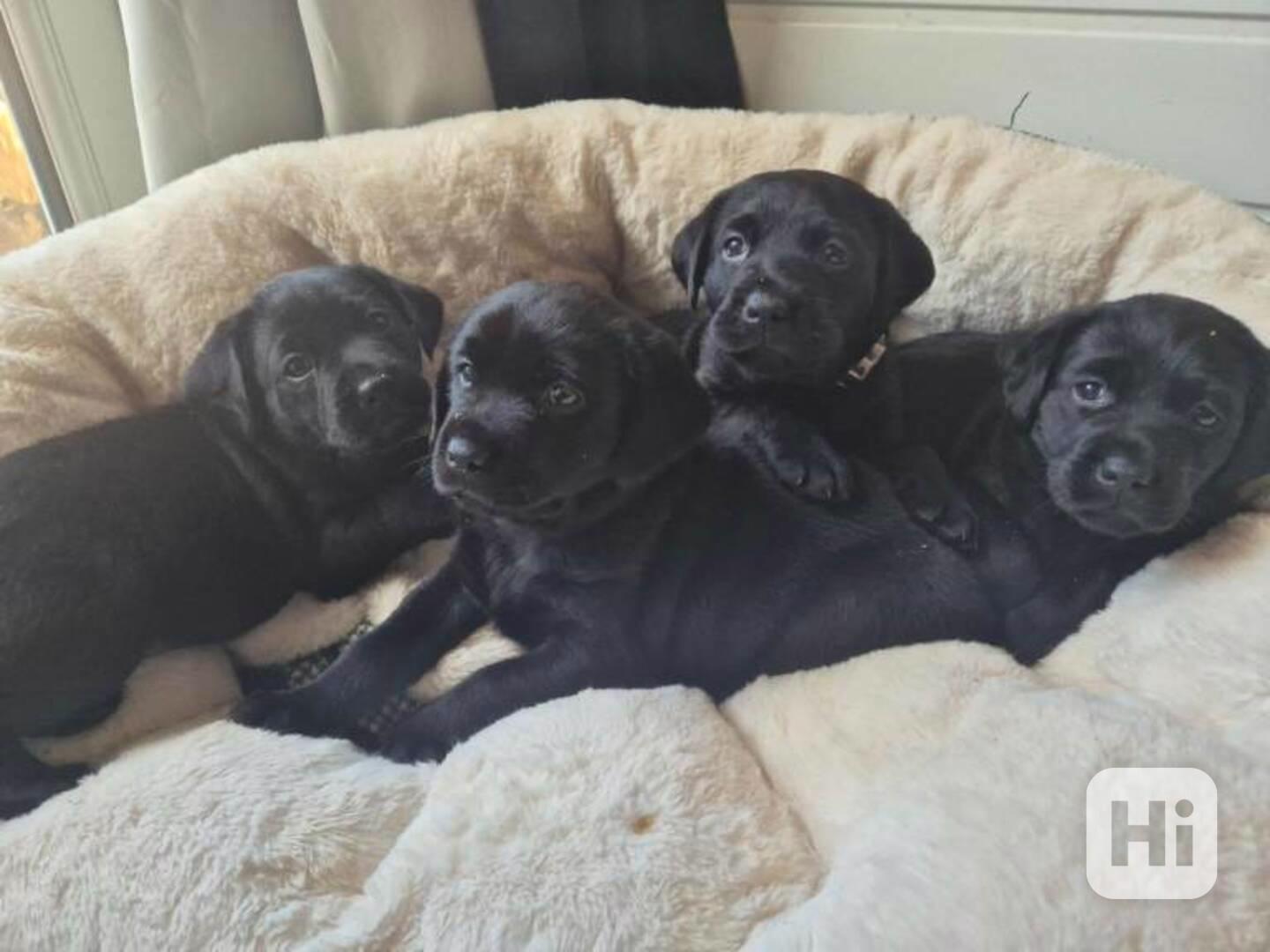 Labradorský retrívr - štěňátka s PP pejskové  - foto 1