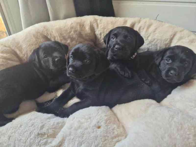 Labradorský retrívr - štěňátka s PP pejskové 