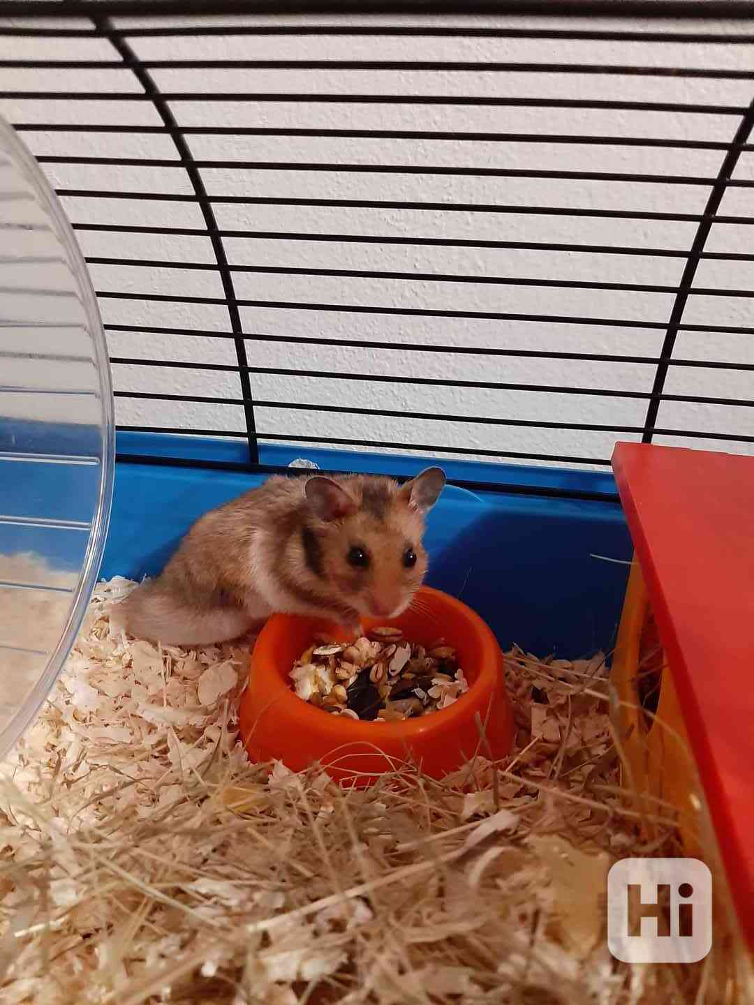 Daruji křečka s klecí - foto 1