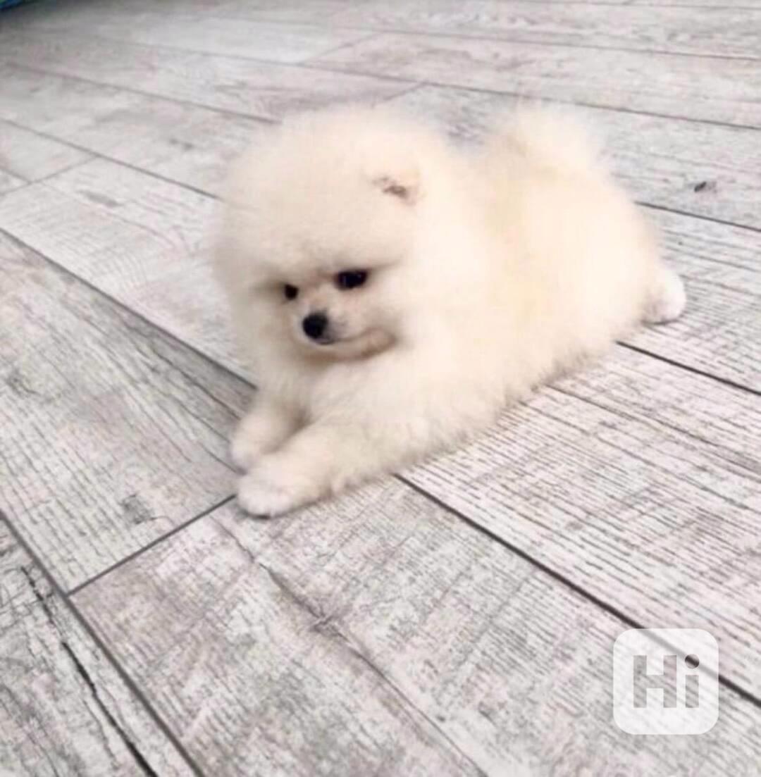 Mini pomeranian bez PP - foto 1