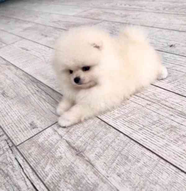 Mini pomeranian bez PP - foto 1
