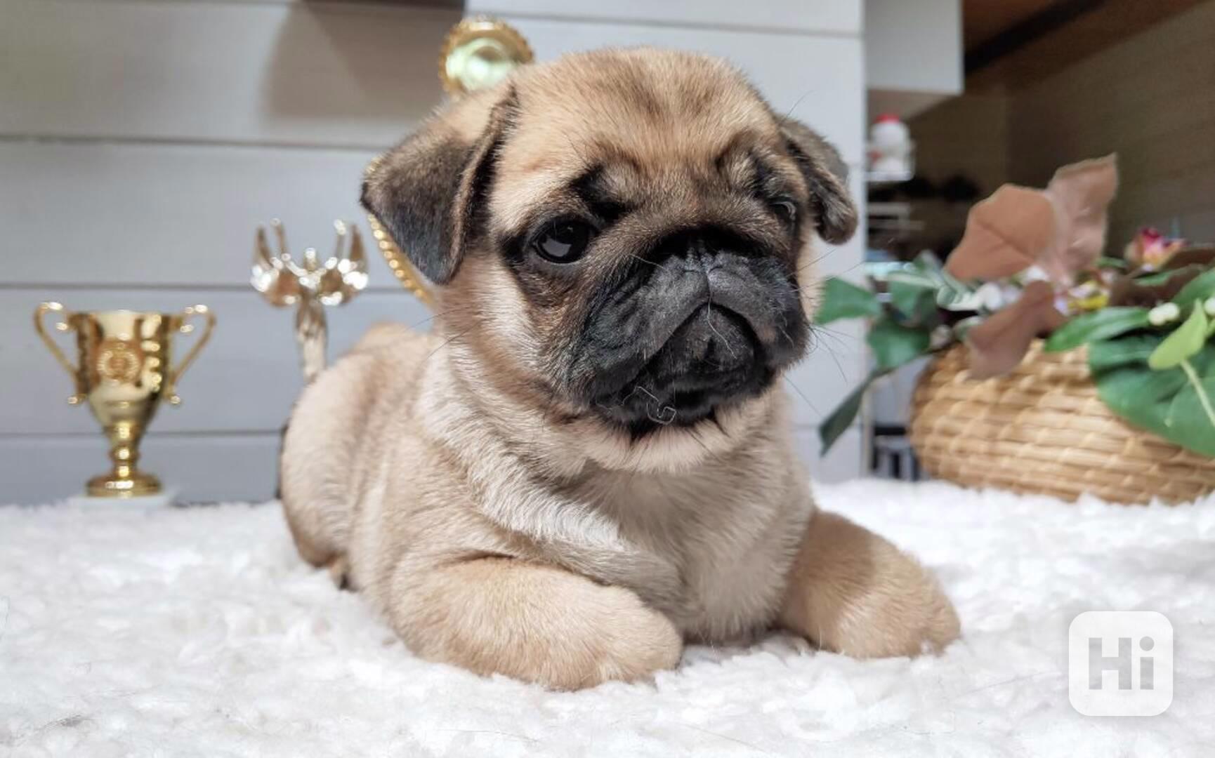 Štěňata mopsů k adopci. - foto 1