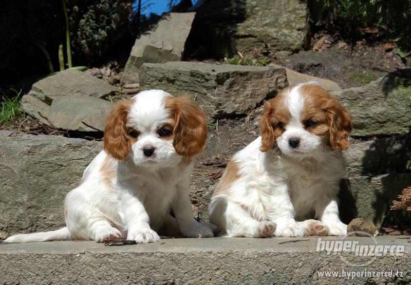 Kavalír King Charles španěl - foto 1
