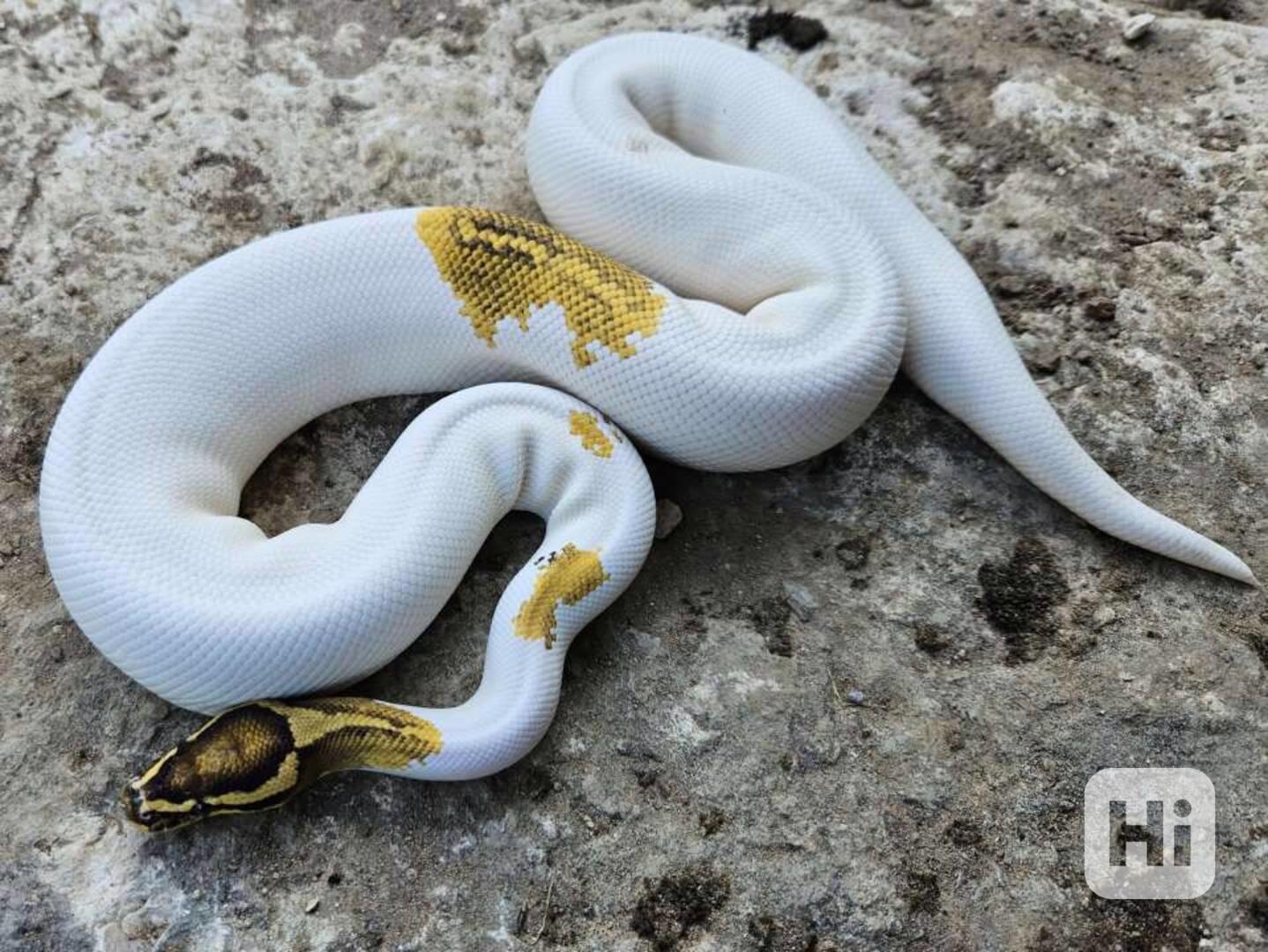 Muž Ball Python - foto 1