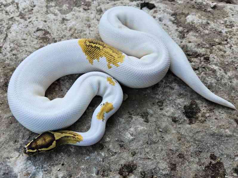 Muž Ball Python - foto 1