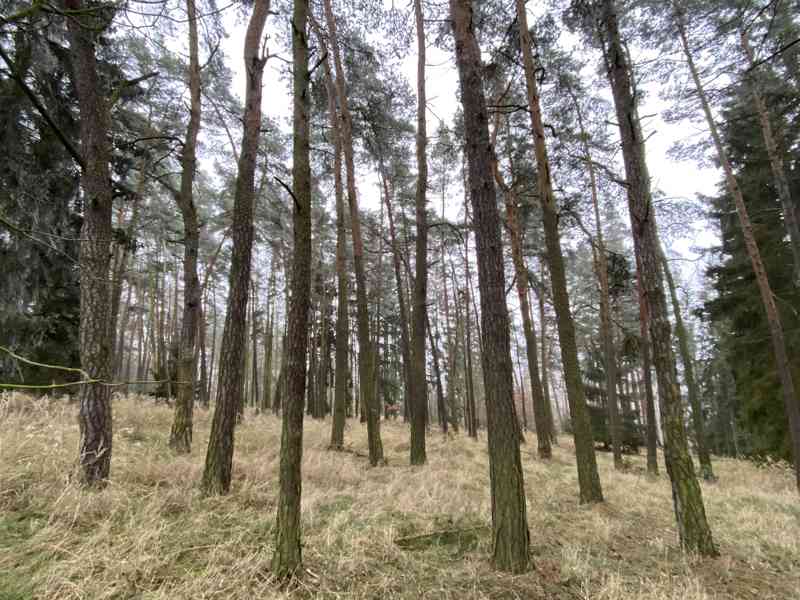 Lesní pozemek Břežany u Rakovníka - foto 10