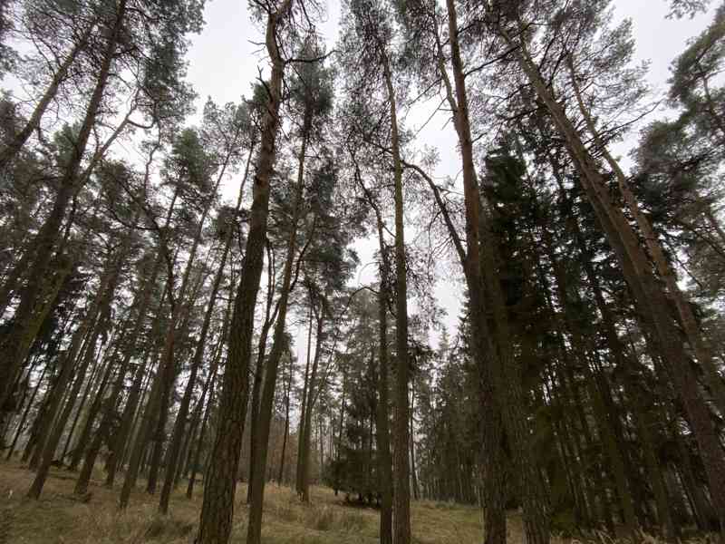 Lesní pozemek Břežany u Rakovníka - foto 11