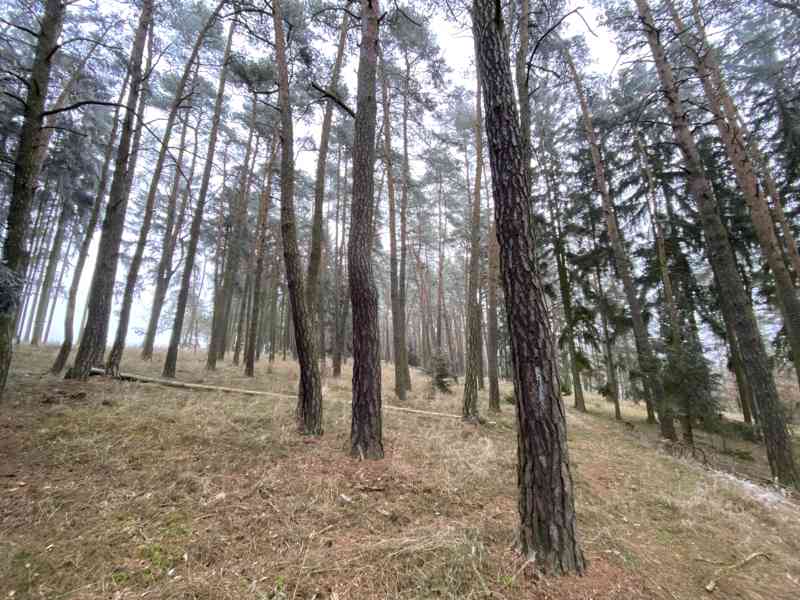 Lesní pozemek Břežany u Rakovníka - foto 4