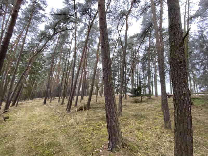 Lesní pozemek Břežany u Rakovníka - foto 3