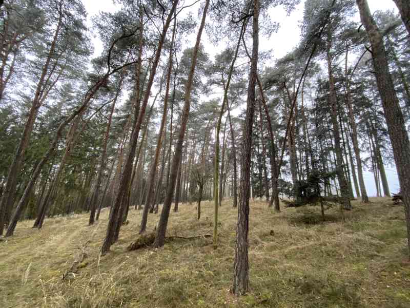 Lesní pozemek Břežany u Rakovníka - foto 2