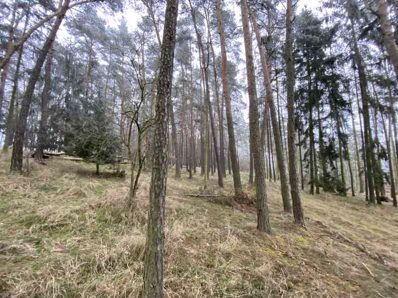 Lesní pozemek Břežany u Rakovníka - foto 12