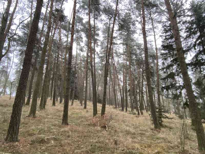 Lesní pozemek Břežany u Rakovníka - foto 6