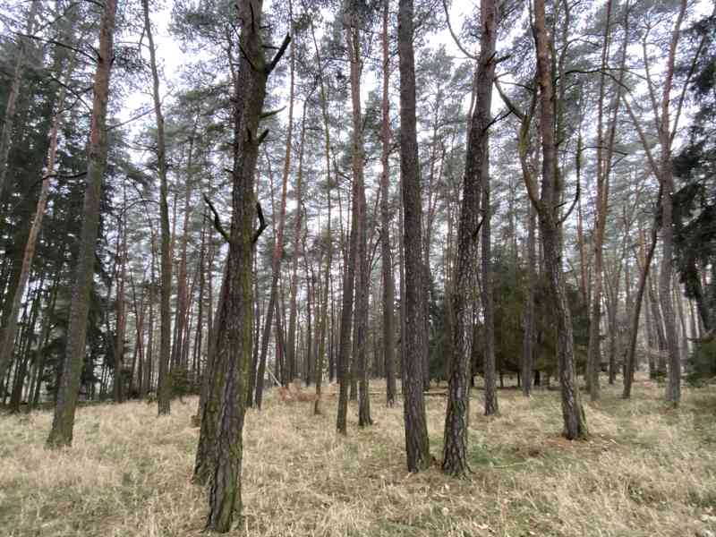 Lesní pozemek Břežany u Rakovníka - foto 9