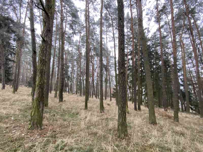 Lesní pozemek Břežany u Rakovníka - foto 7