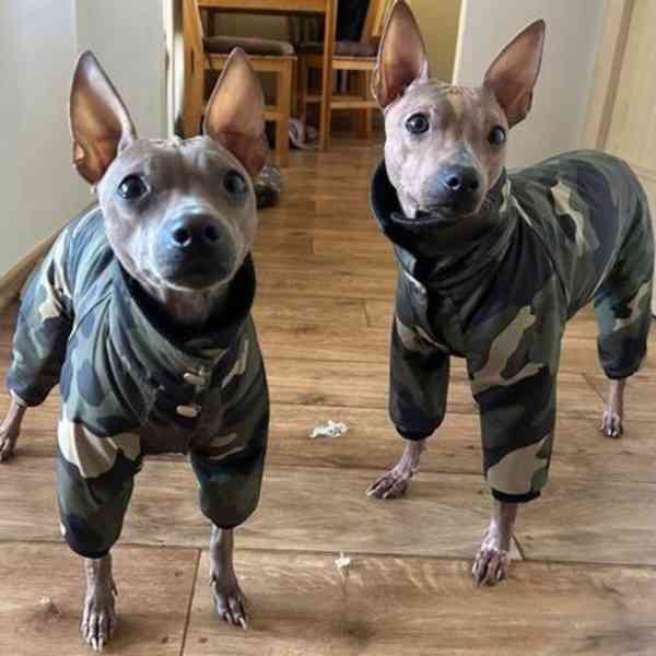 Prodám zavedenou firmu - výroba oblečků pro psy