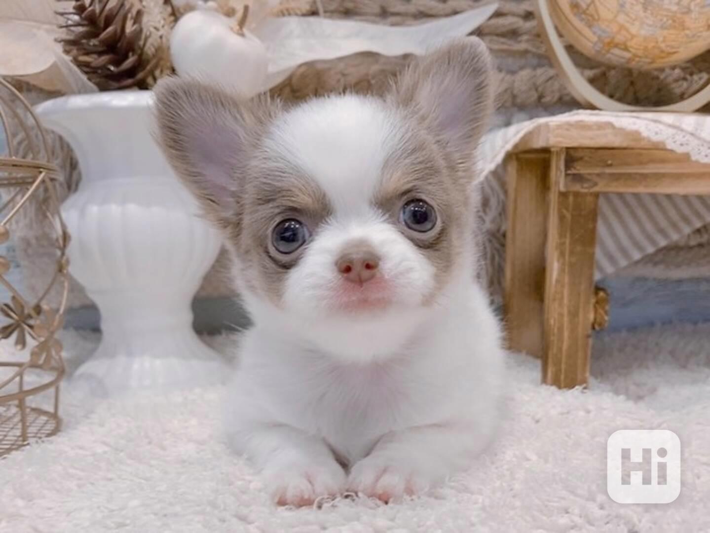 Štěně čivavy k adopci - foto 1