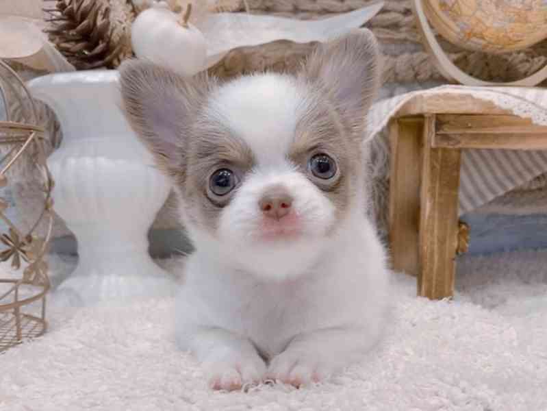 Štěně čivavy k adopci - foto 1