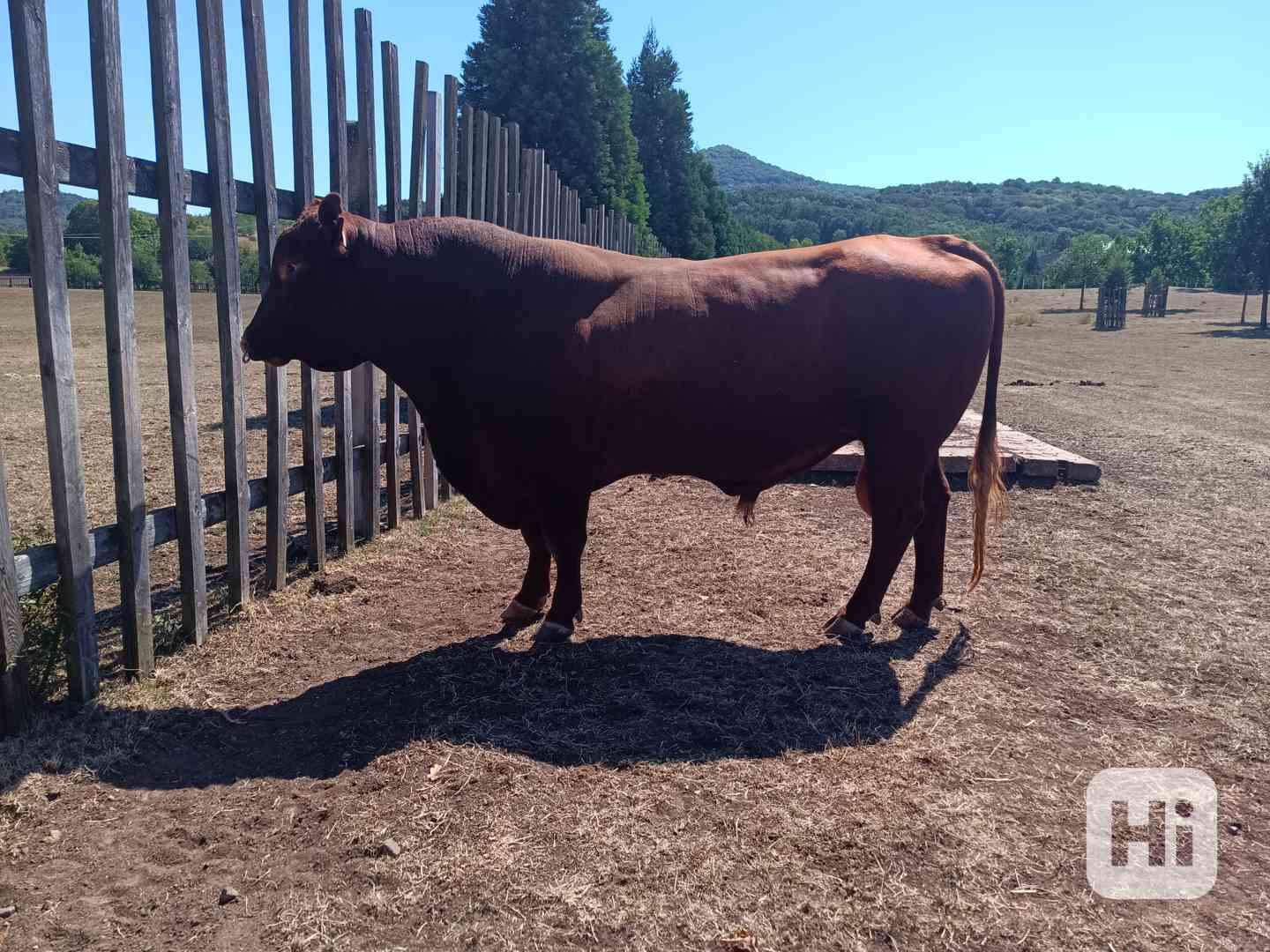 Plemenný býk Aberden Angus Red - foto 1