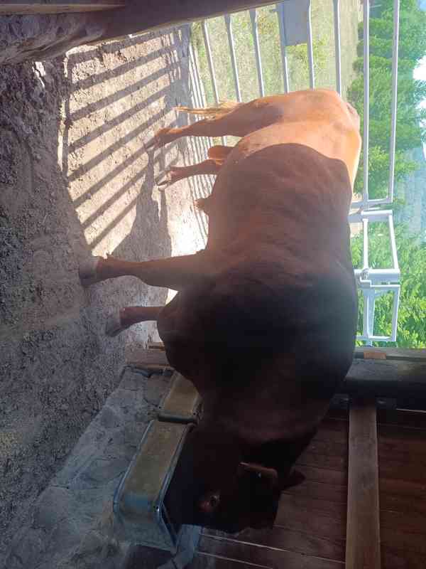 Plemenný býk Aberden Angus Red - foto 2