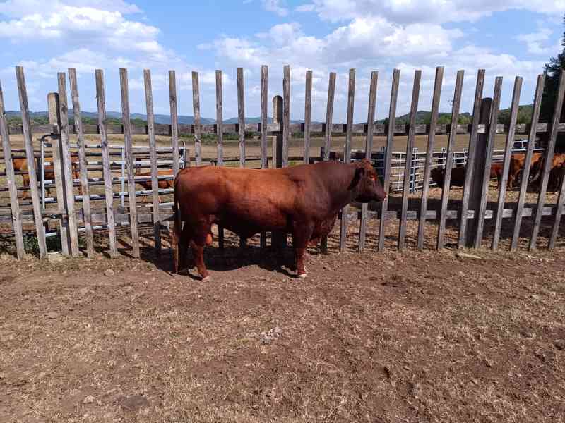 Plemenný býk Aberden Angus Red - foto 3