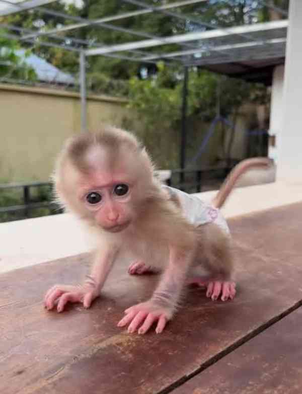 🐒 Tři kapucínské opice k dispozici