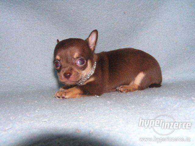 Čivava krátkosrstá i dlouhosrstá - foto 1