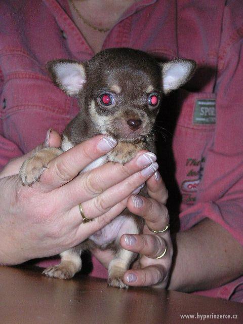 Čivava krátkosrstá i dlouhosrstá - foto 2