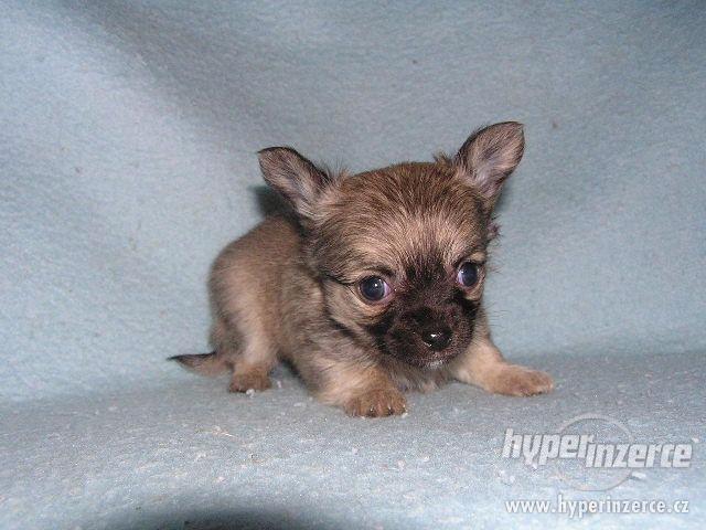 Čivava krátkosrstá i dlouhosrstá - foto 3